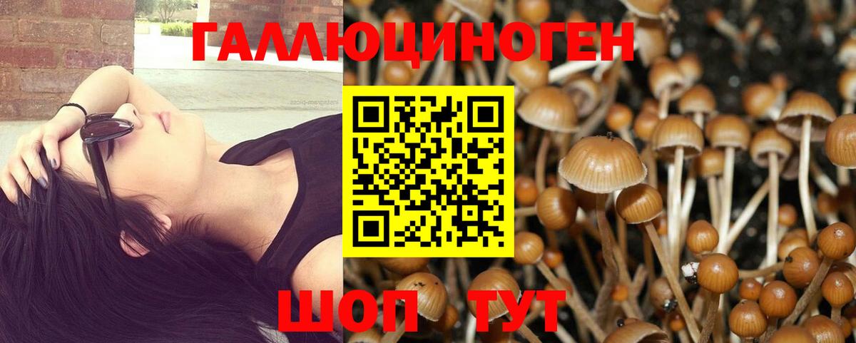 Галлюциногенные грибы Psilocybine cubensis Кисловодск